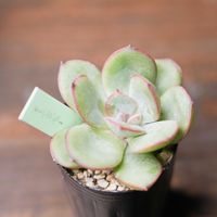 エケベリア,多肉植物,エケベリア属,ベランダ多肉の画像