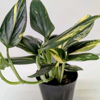 ソテツ,モンステラ,ソテツの花,斑入りハネカズラ,フィロデンドロン・コブラの画像
