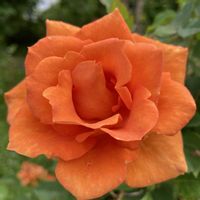 薔薇,季節のお花,花好き,庭の画像