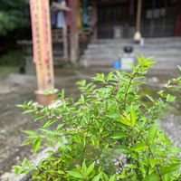 コムラサキの画像