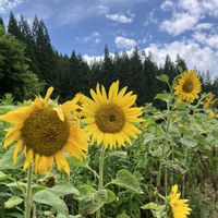 アジサイ,コスモス,ヒマワリ,とうもろこし,ヤマユリの画像