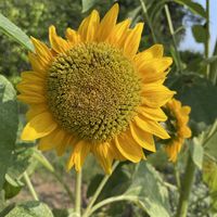 ヒマワリ,お花は癒し,花が好き❤,☆携帯撮影☆の画像