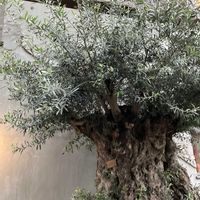 オリーブ,樹齢1000年,ベーカリーbankの画像