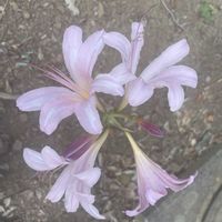 ナツズイセン,お花は癒し,花が好き❤,☆携帯撮影☆の画像