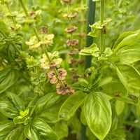 バジル,花壇,ガーデニング,花のある暮らし,家庭菜園の画像