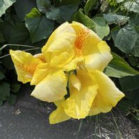 カンナ,道端,お花は癒し,花が好き❤,☆携帯撮影☆の画像