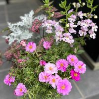 アンゲロニア,松葉ボタン,白妙菊(しろたえぎく),ガーデンヒポエステス ピッピ,寄せ植えの画像