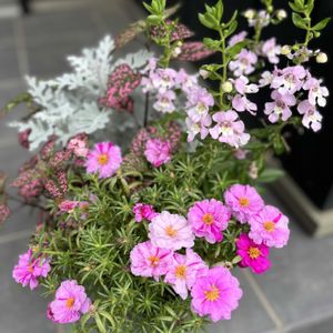 アンゲロニア,松葉ボタン,白妙菊(しろたえぎく),ガーデンヒポエステス ピッピ,寄せ植えの画像