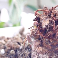 シクラメン,花のある暮らし,多肉のある暮らし,植物のある暮らし,多肉女子の画像