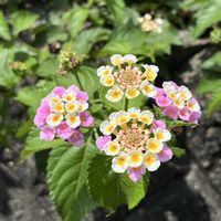 ランタナ,ランタナ七変化の画像