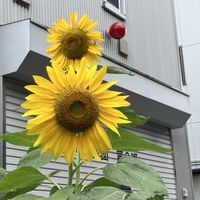 ヒマワリ,散歩,夏の花,iPhone撮影の画像