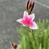 アップルミント,ガウラ,ツユクサ,トキワツユクサ,ニチニチソウの画像