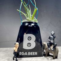 アロエ,白ボタン,アロエ ボウイエア,多肉植物,リメ缶の画像