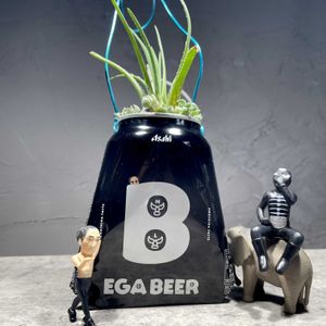 アロエ,白ボタン,アロエ ボウイエア,多肉植物,リメ缶の画像