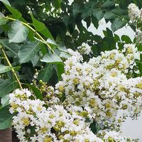 オシロイバナ,サルスベリ,ランタナ,ピンク色の花,いつもの散歩道の画像