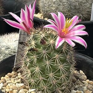 サボテン,綾衣,サボテン科,サボテンの花,ピンクの花の画像