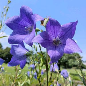 キキョウ,桔梗,雑草,山野草,野草の画像