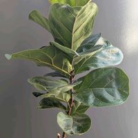 カシワバゴム,フィカス リラータ,フィカス・リラータ・バンビーノ,観葉植物,熱帯植物の画像