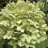 紫陽花,アナベル,鉢植え,花のある暮らし,色の変化の画像