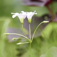 オキザリス,オキザリス・トライアングラリス,花のある暮らし,ピンク色の花,◯◯に見えるの画像