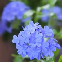 ルリマツリ,ルリマツリ（プルンバゴ）,花のある暮らし,ありがとう❤️,GSのみなさんに感謝♡の画像
