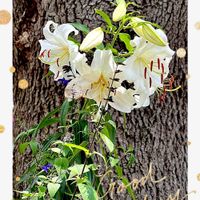 サルビア,ユリ,クスノキ,ヤマユリ,好きな花の画像