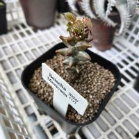 ベイセリア メキシカーナ,ベイセリア メキシカーナ,観葉植物,塊根植物,実生の画像
