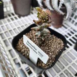ベイセリア メキシカーナ,ベイセリア メキシカーナ,観葉植物,塊根植物,実生の画像