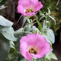 トルコキキョウ,トルコ桔梗,季節の花,おうち園芸,バルコニー/ベランダの画像