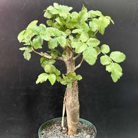 多肉植物,観葉植物,塊根植物,コーデックス,珍奇植物の画像