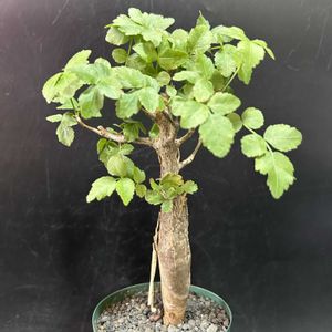 多肉植物,観葉植物,塊根植物,コーデックス,珍奇植物の画像