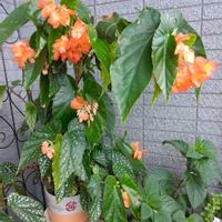 木立ベゴニアの画像