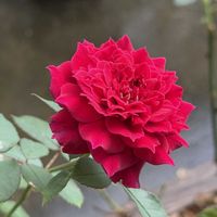 バラ,ロサオリエンティス,バラ大好き,絞り,お家園芸の画像
