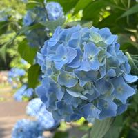 アジサイ,アジサイ,紫陽花,近所の公園,紫陽花 アジサイ あじさいの画像