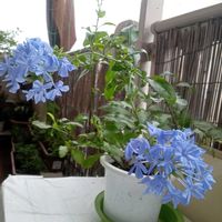 ルリマツリ,プルンバーゴ,ありがとう,お花大好き♡,だいすきの画像