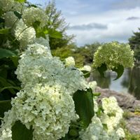 アジサイ,紫陽花,アナベル,アナベル,近所の公園の画像