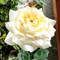 花のある暮らし,おうち園芸,花友さんに感謝♡,2026年夏,薔薇:ピース＊の画像