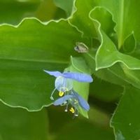 ツユクサ,我が家の庭,今日のお花,広い庭の画像