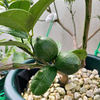 レモン,鉢植えの画像