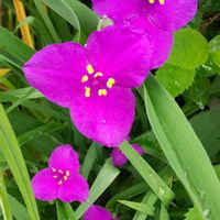 ツユクサ,花のある暮らし,今日のお花の画像