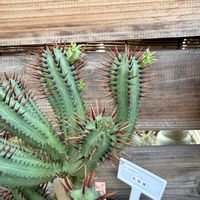 紅彩閣,多肉植物,ユーフォルビア,ガーデニングの画像