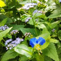 ツユクサ,西洋フジバカマ,今日のお花,平和を願う,青い花マニアの画像