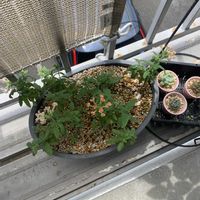 宿根バーベナ,お花,復活,花のある暮らし,ベランダの画像
