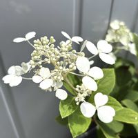 ノリウツギ,鉢植え,ガーデニング,マイガーデン,ノリウツギ グランデクイックファイヤーの画像