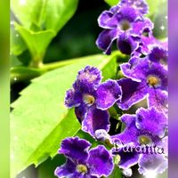 デュランタ,デュランタ 宝塚,ラグランジア ブライダルシャワー,紫陽花　ラグランジア　ブライダルシャワー,白い花の画像