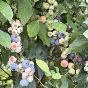 ガーデニング,花のある暮らし,実のなる木,ナチュラルスタイル,おうち園芸の画像