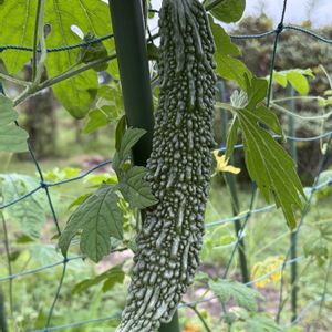 ガーデニング,花のある暮らし,ナチュラルスタイル,おうち園芸,家庭菜園の画像