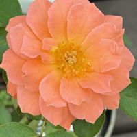 ガーデニング,花のある暮らし,ナチュラルスタイル,薔薇のある暮らし♡,おうち園芸の画像