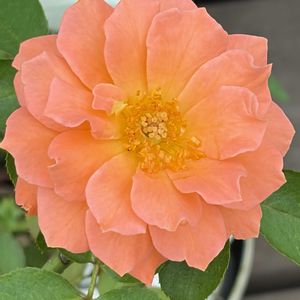 ガーデニング,花のある暮らし,ナチュラルスタイル,薔薇のある暮らし♡,おうち園芸の画像