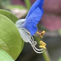 ツユクサ,#最前線のあなたへ,土曜はお空の発表会,明日はきっと良い日になる,今日を良い日にの画像